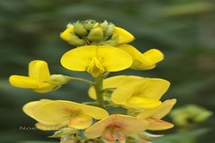 Crotalaria agatiflora